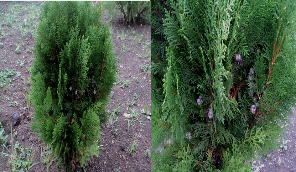 Anti- Skin Wart Plant, “Thuja orientalis L.” Used By Tribals Of Shahdol District M.P. India